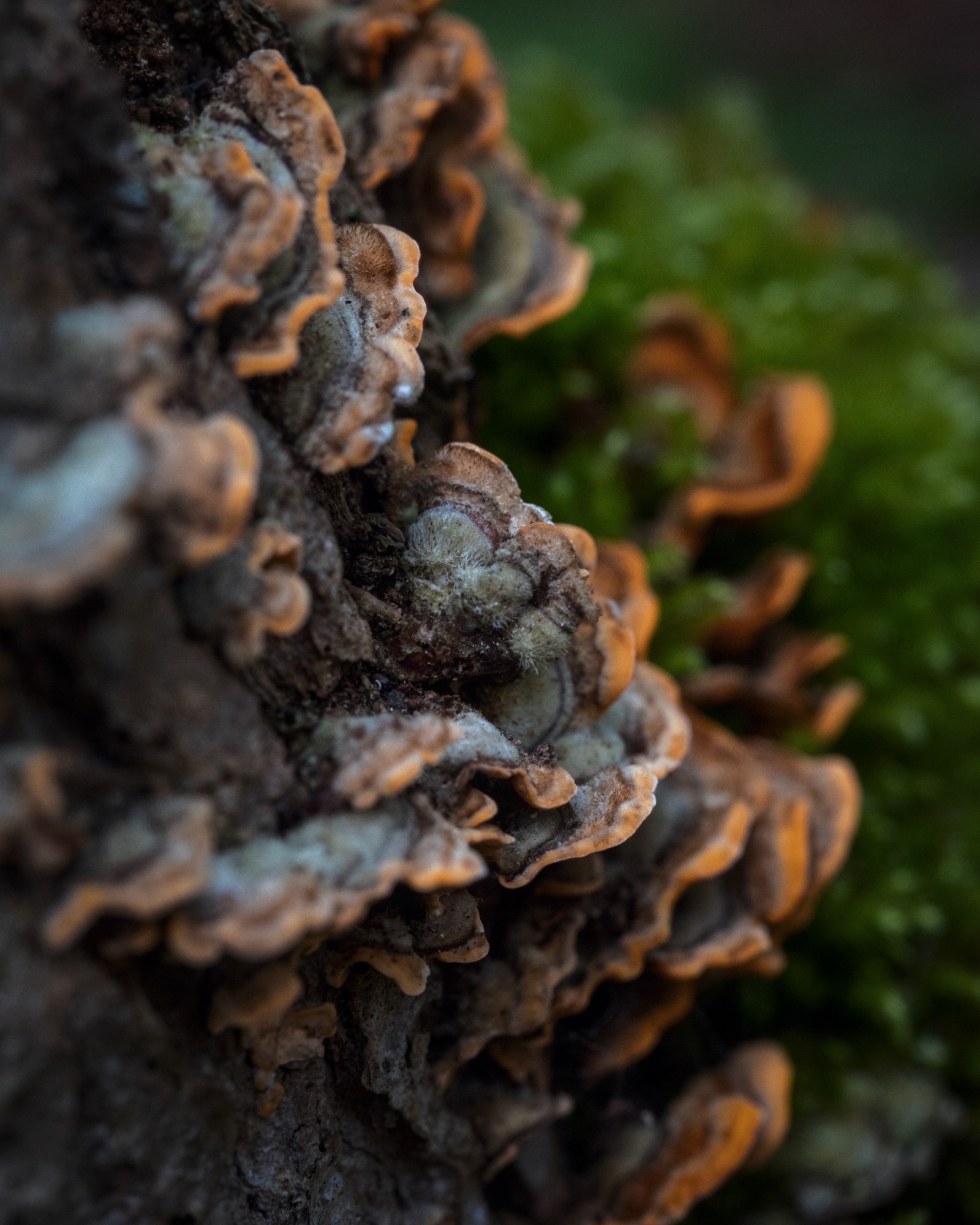 Stereum hirsutum
