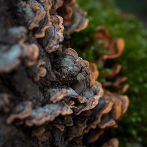 Stereum hirsutum