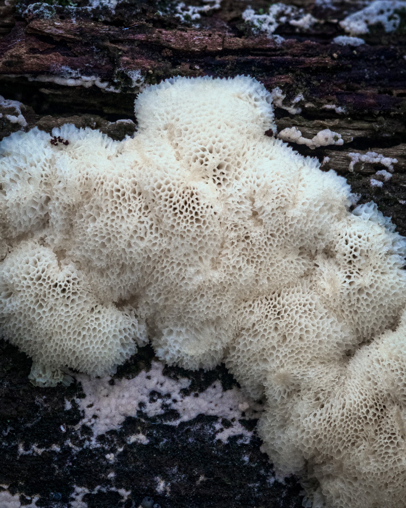 Ceratiomyxa fruticulosa