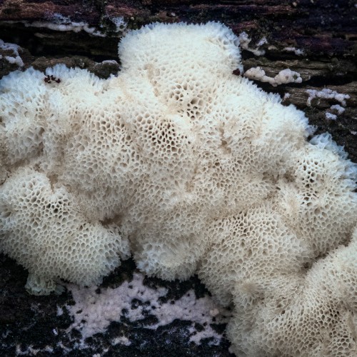 Ceratiomyxa fruticulosa