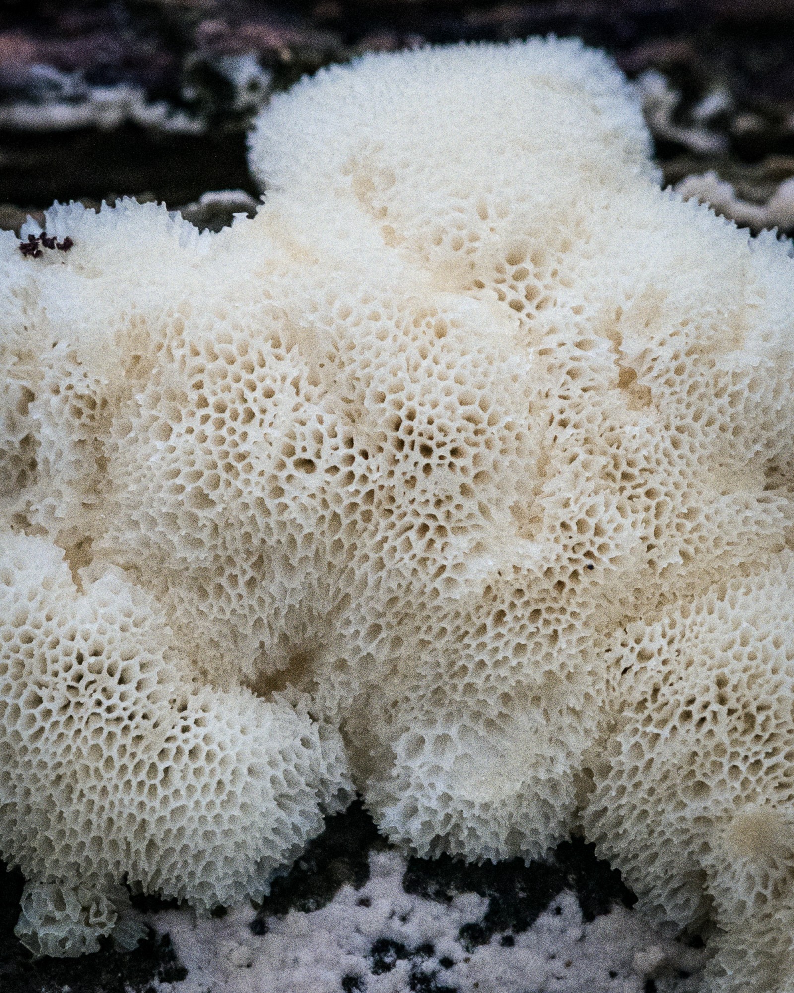 Ceratiomyxa fruticulosa