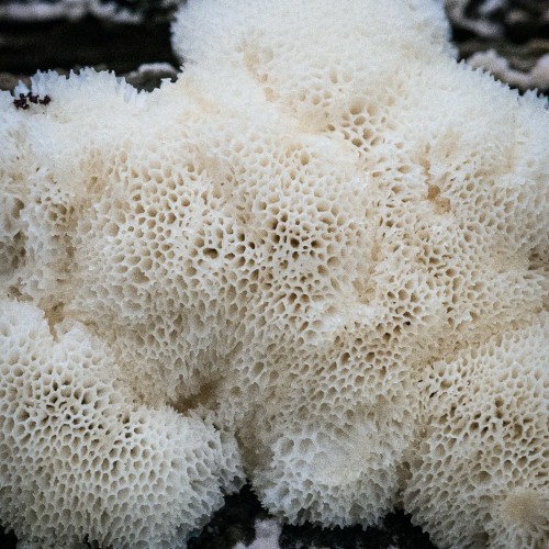 Ceratiomyxa fruticulosa