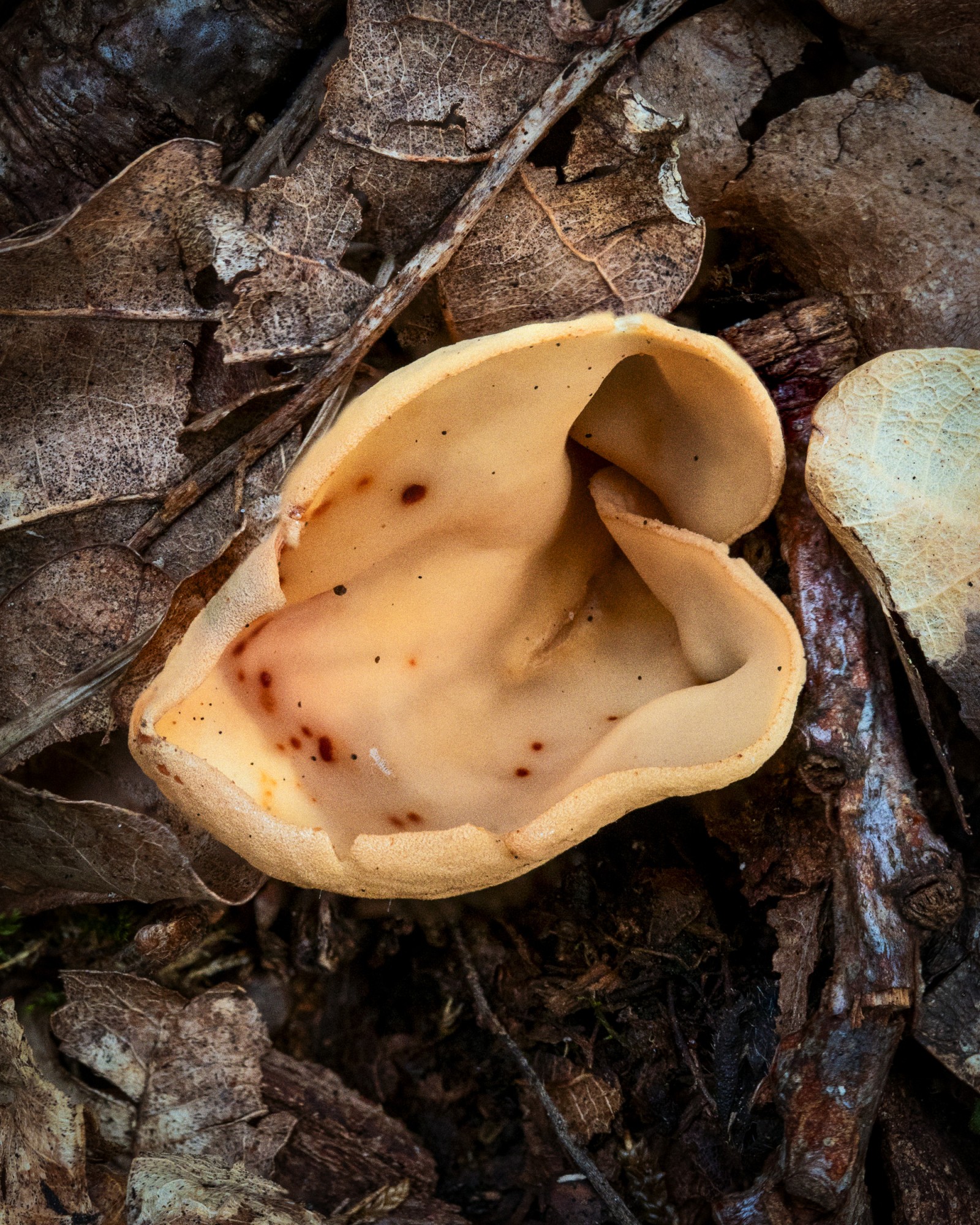 Otidea onotica