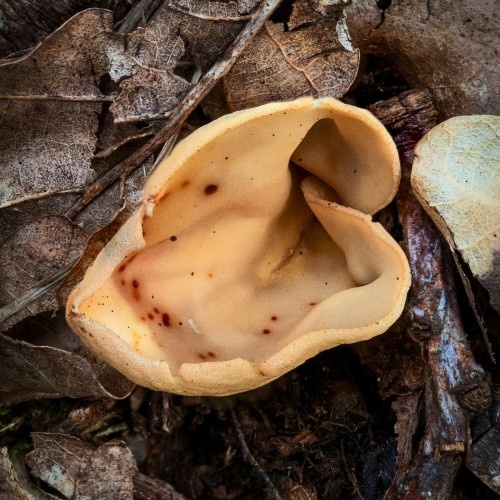 Otidea onotica