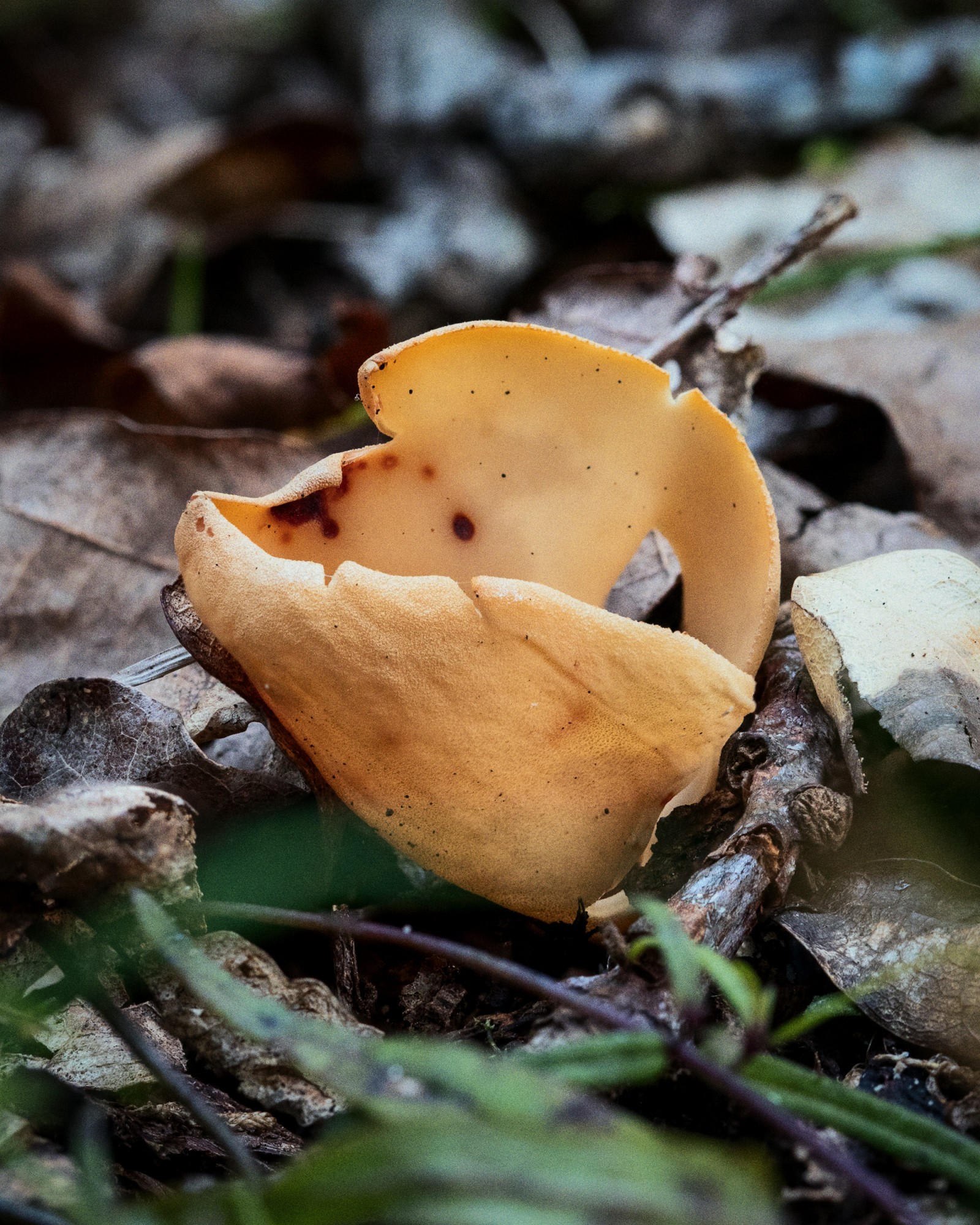Otidea onotica