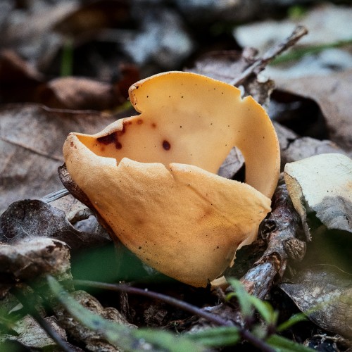 Otidea onotica