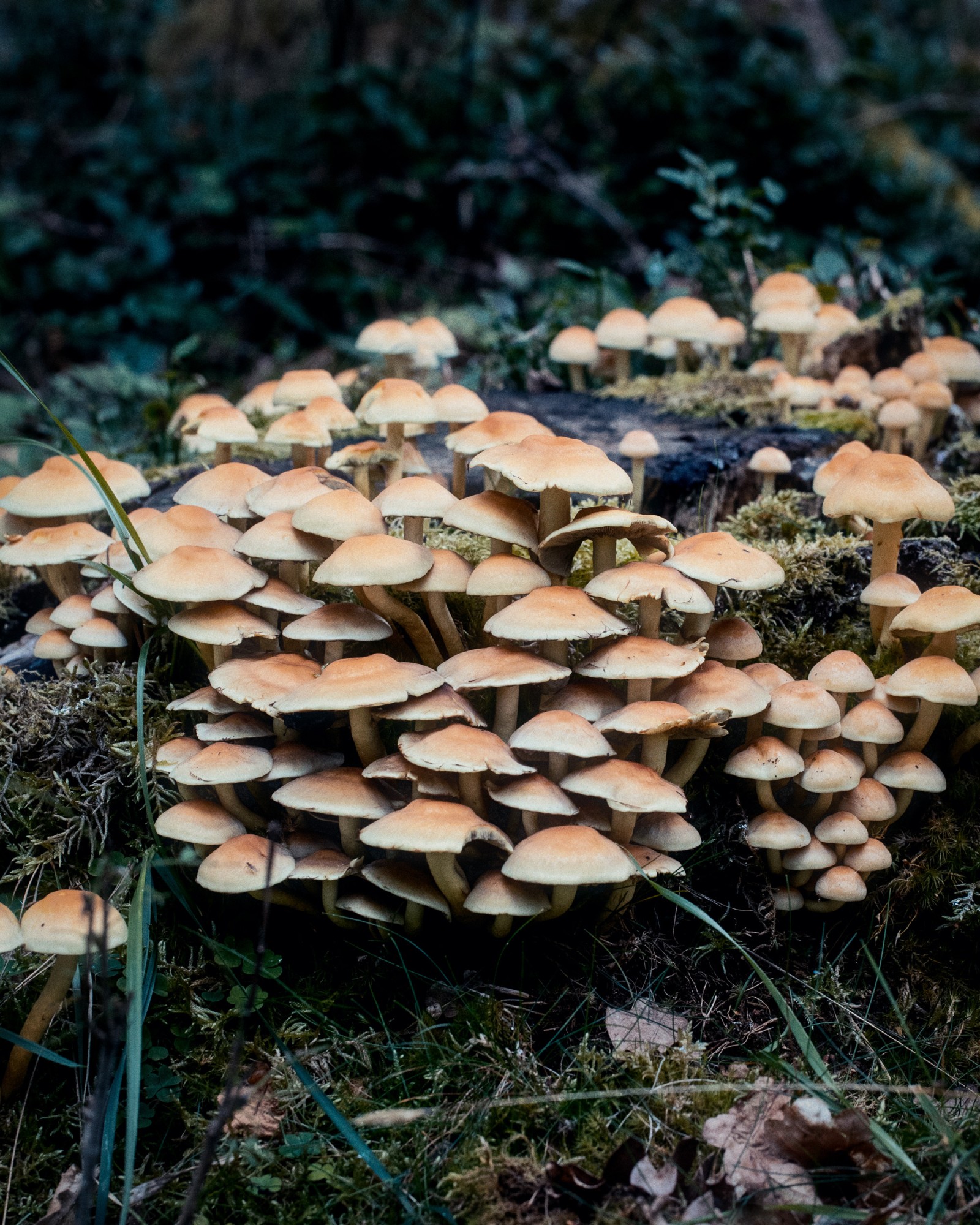 Hypholoma acutum
