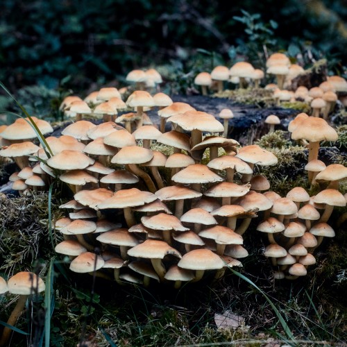 Hypholoma acutum