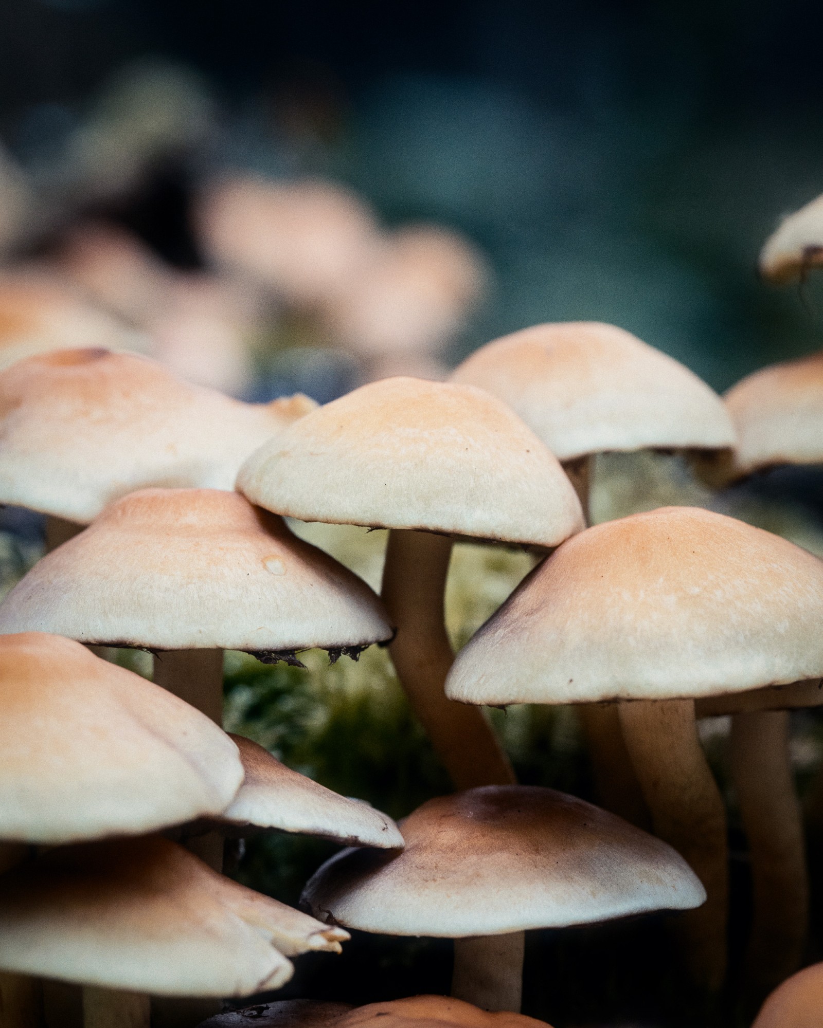 Hypholoma acutum