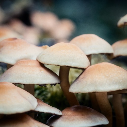 Hypholoma acutum
