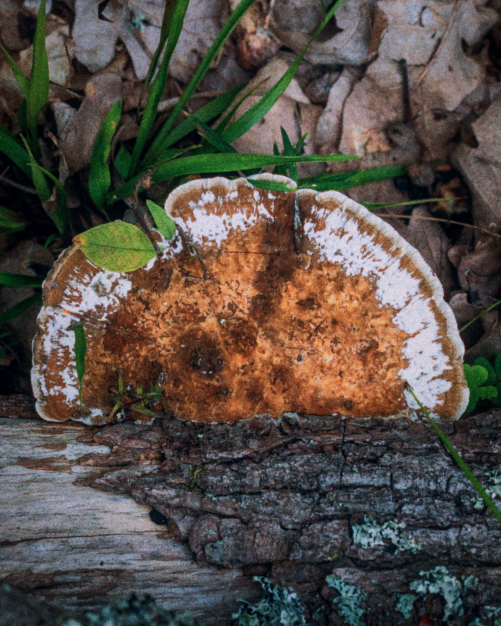 Daedaleopsis confragosa