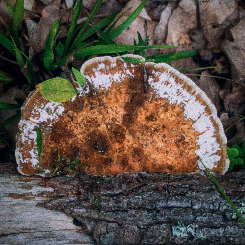 Daedaleopsis confragosa