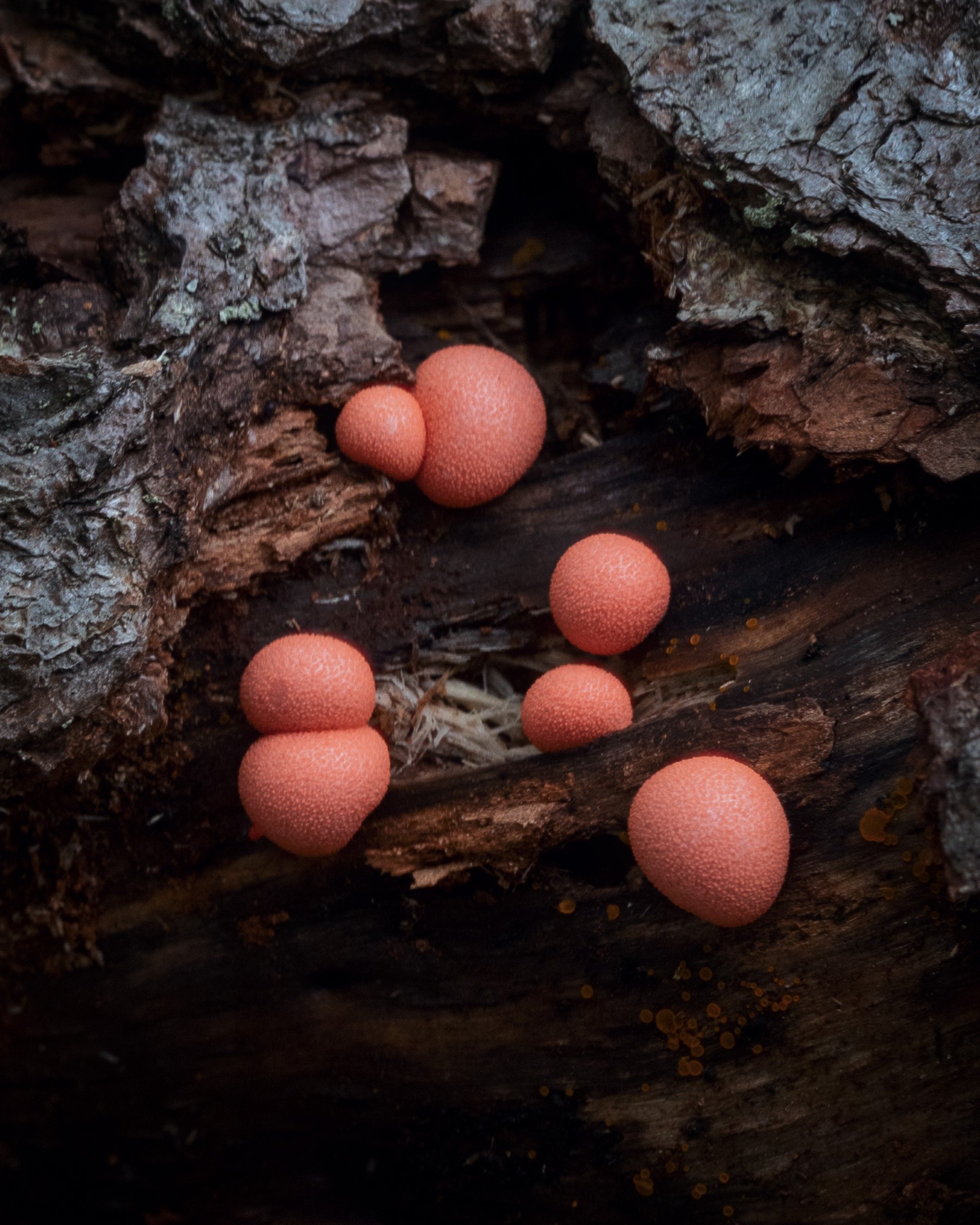 Lycogala epidendrum