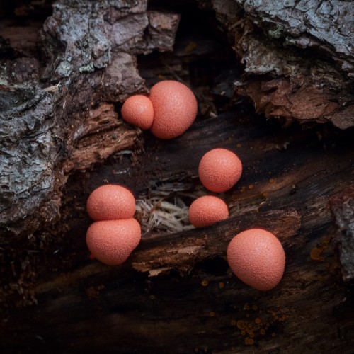 Lycogala epidendrum