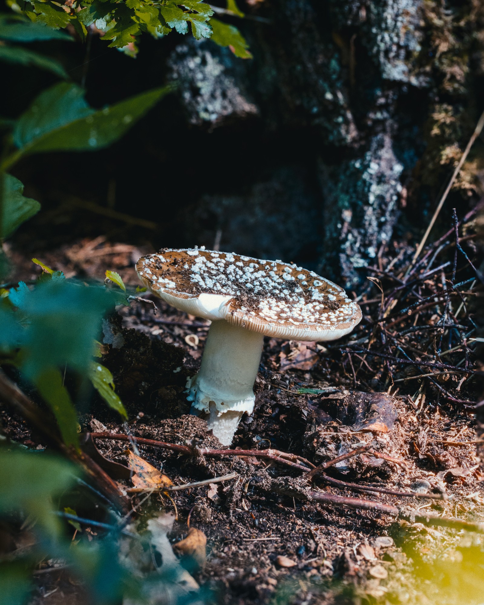 Amanita pantherina