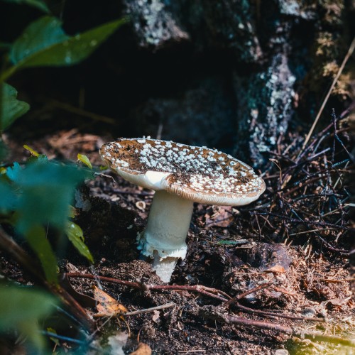 Amanita pantherina