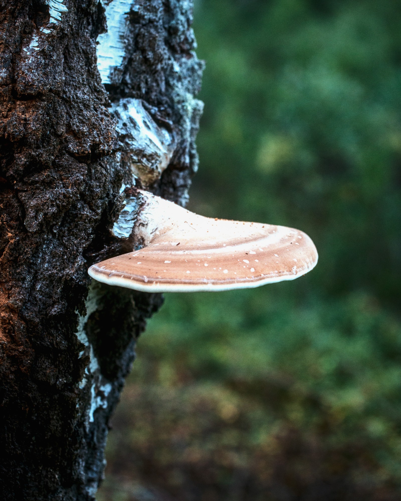 Piptoporus betulinus