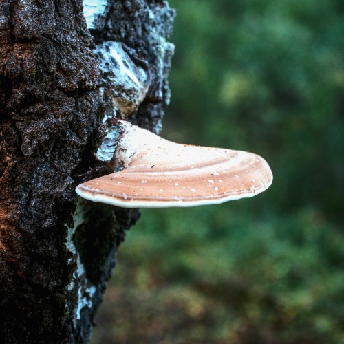 Piptoporus betulinus