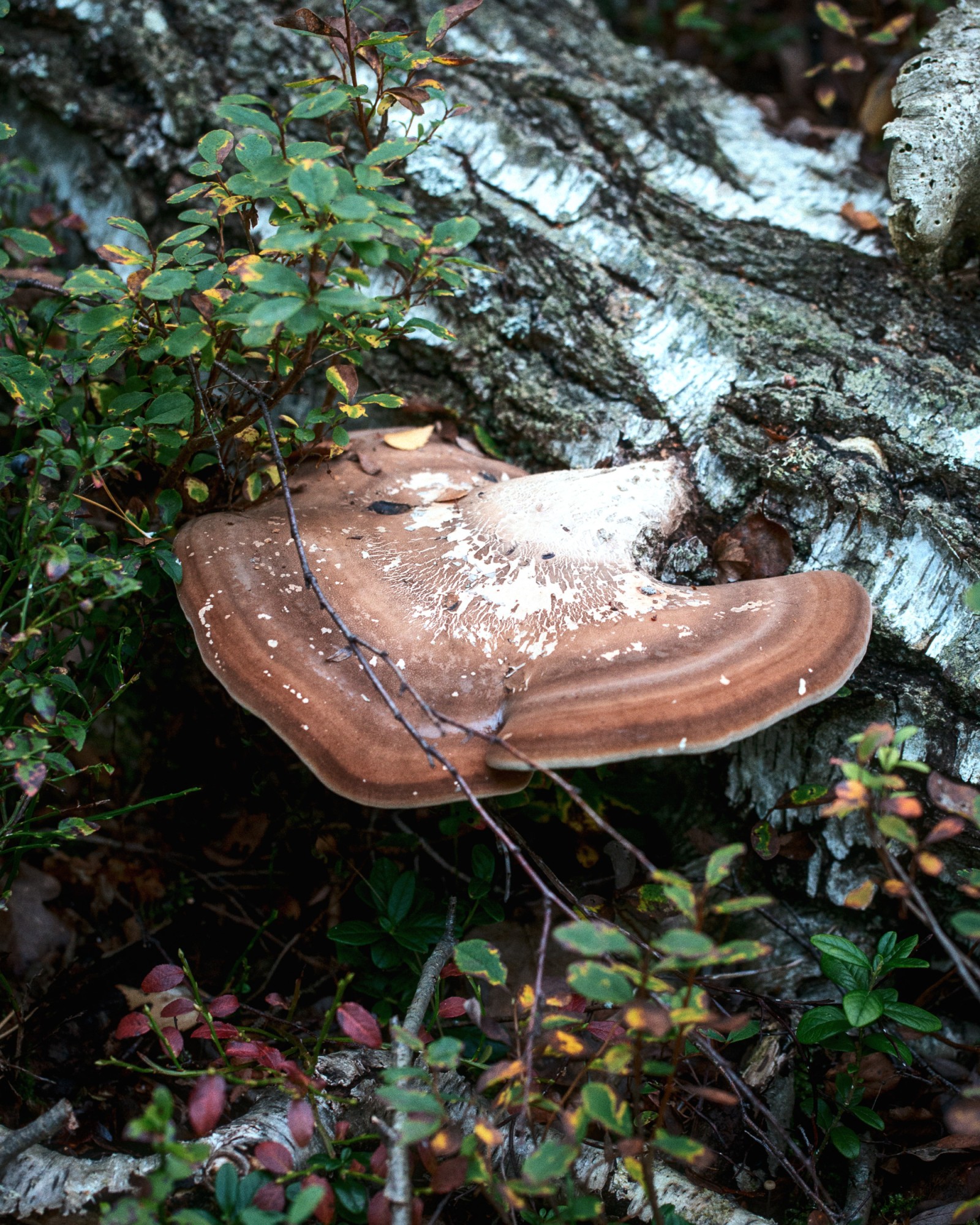 Piptoporus betulinus