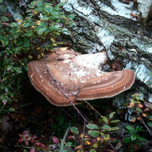Piptoporus betulinus