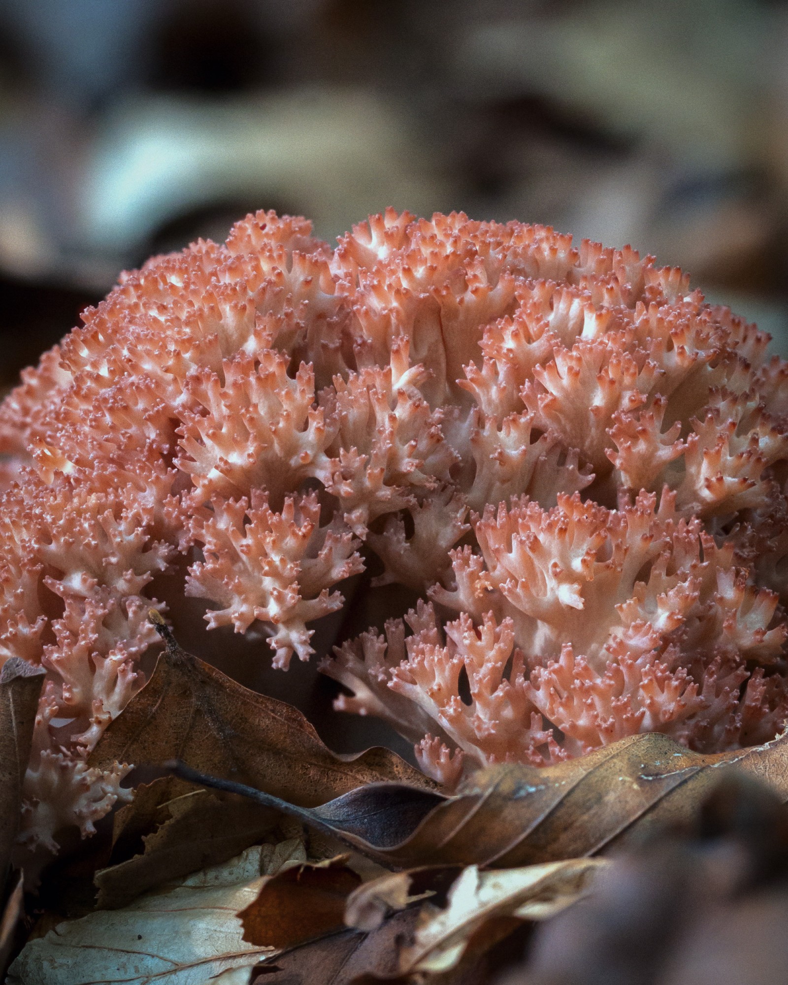Ramaria botrytis