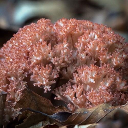 Ramaria botrytis
