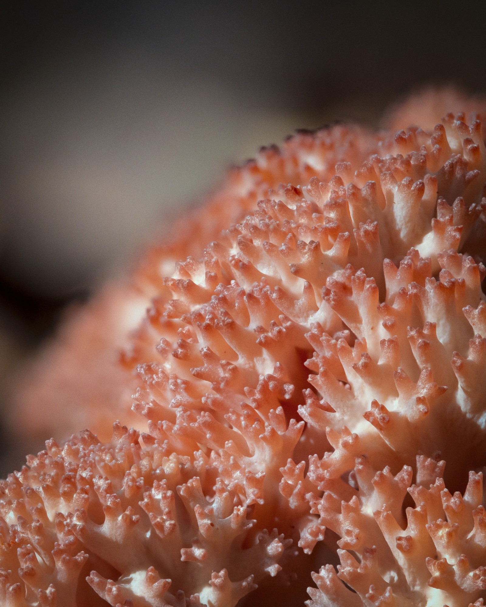 Ramaria botrytis