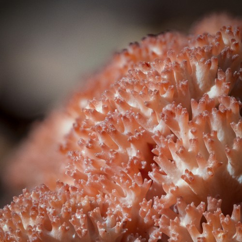 Ramaria botrytis