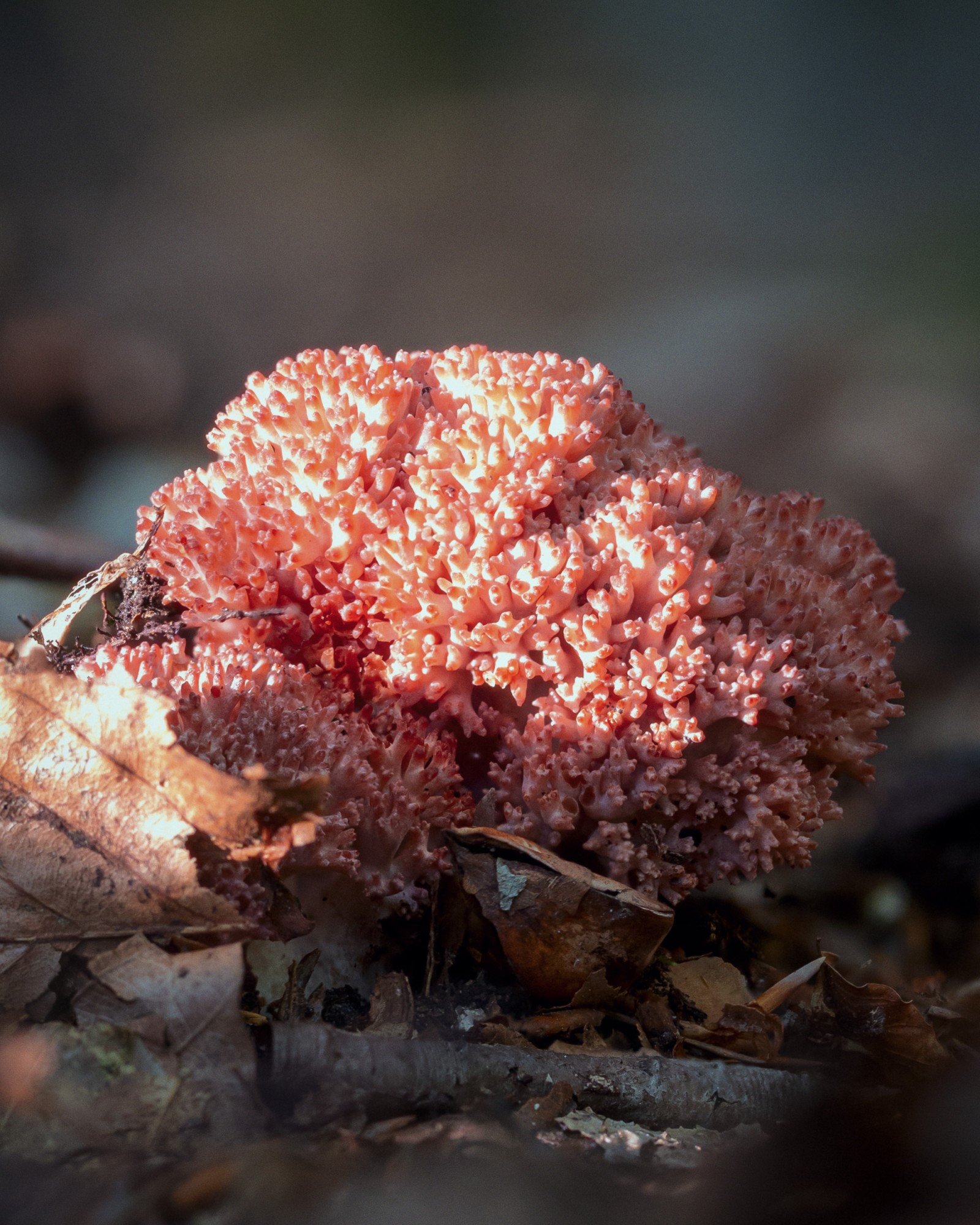 Ramaria botrytis