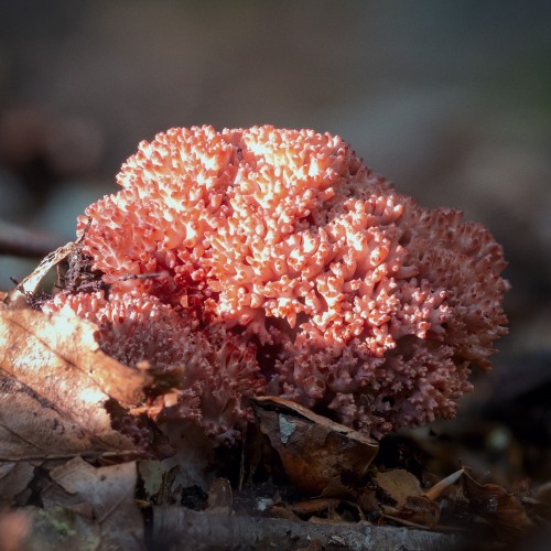 Ramaria botrytis
