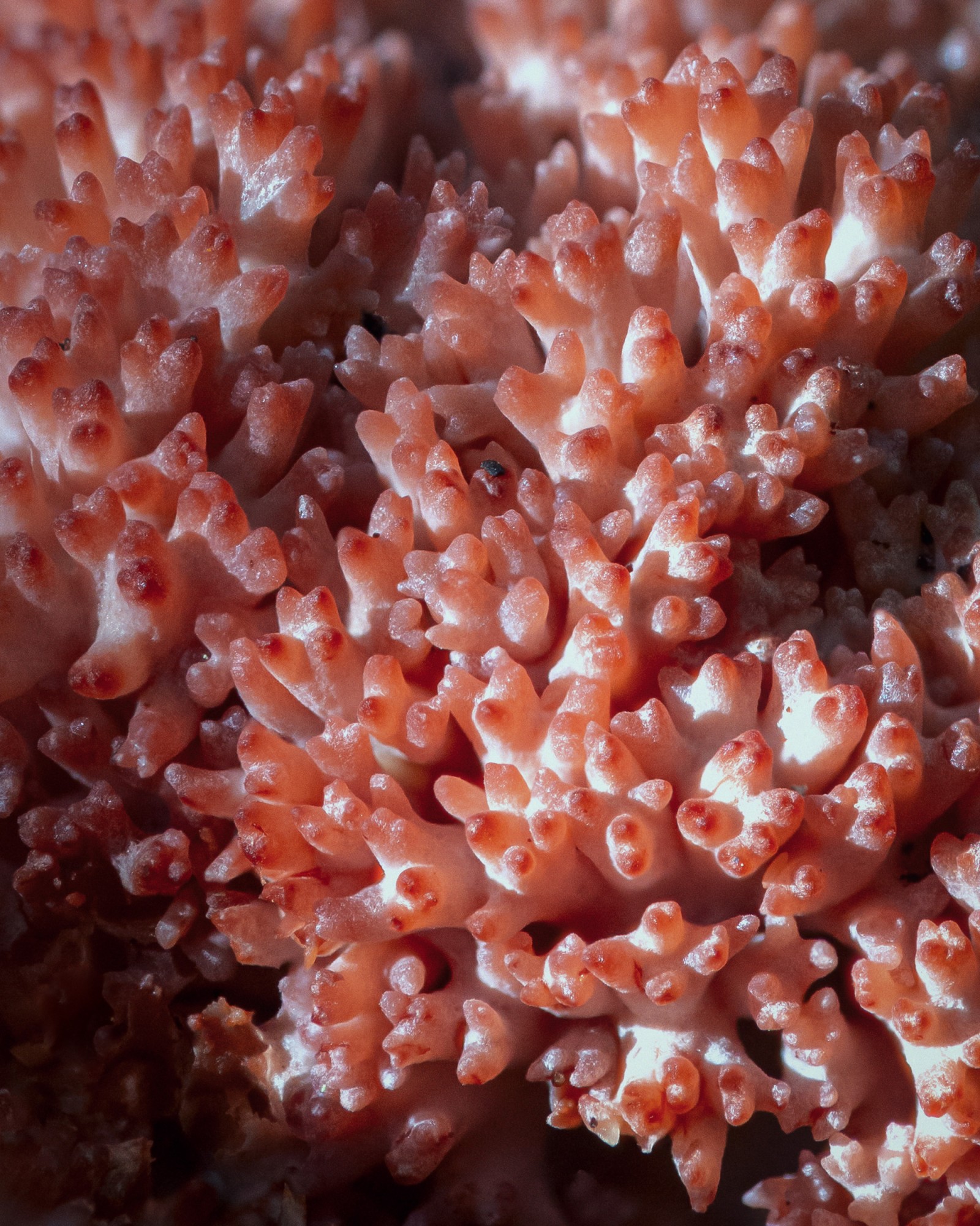 Ramaria botrytis