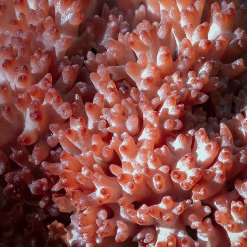 Ramaria botrytis