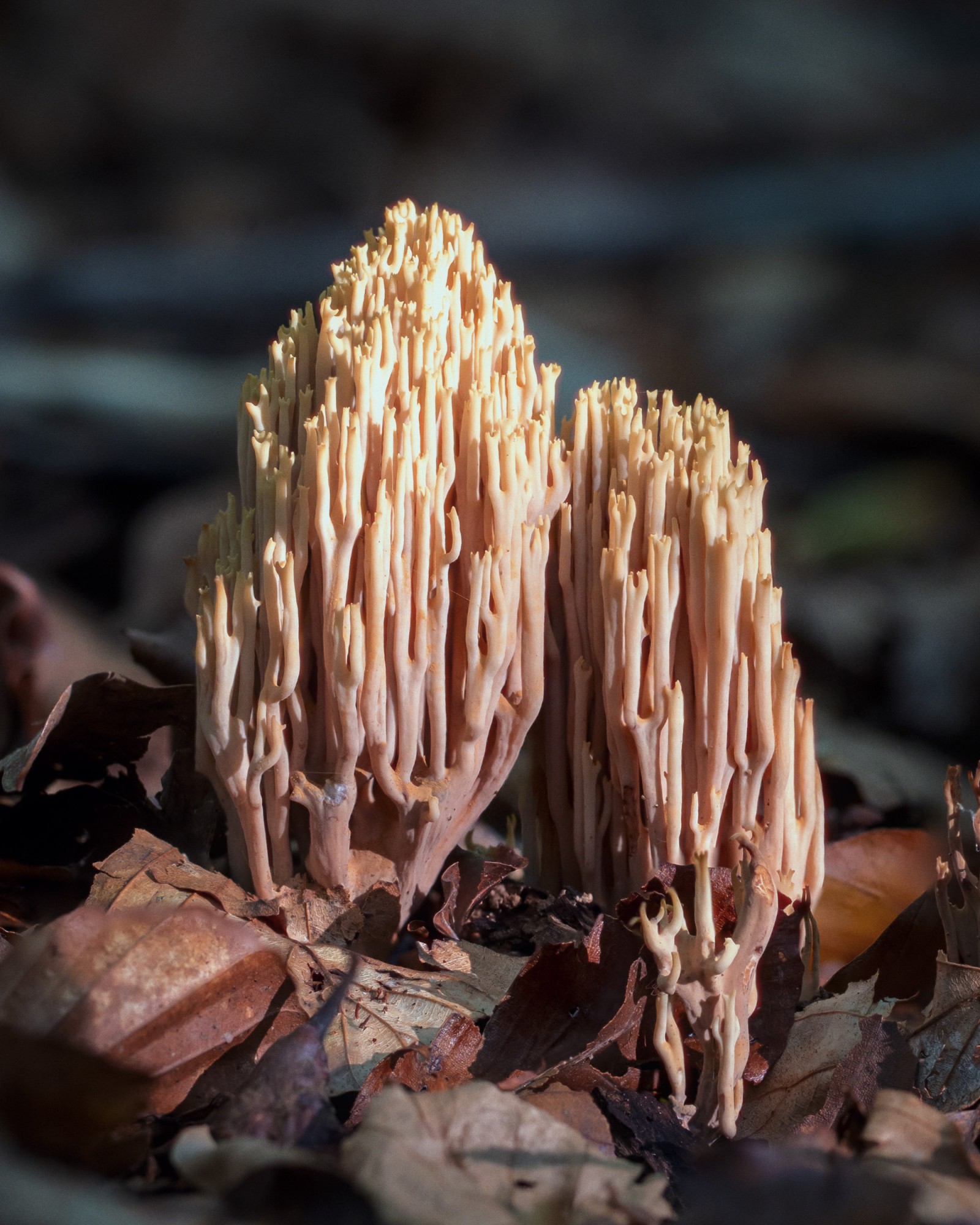 Ramaria sp.
