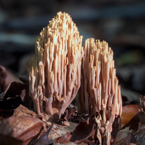 Ramaria sp.