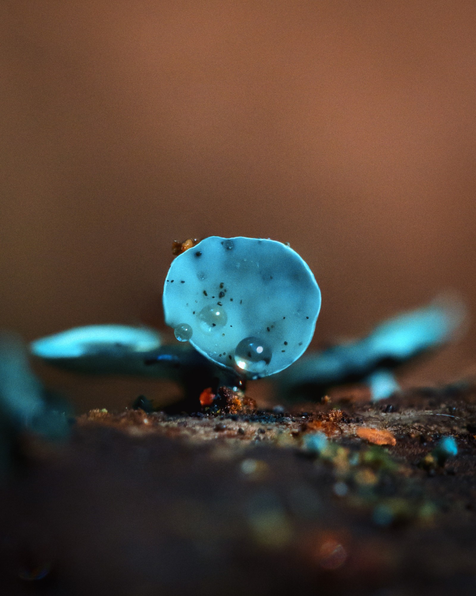 Chlorociboria aeruginascens