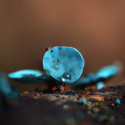 Chlorociboria aeruginascens
