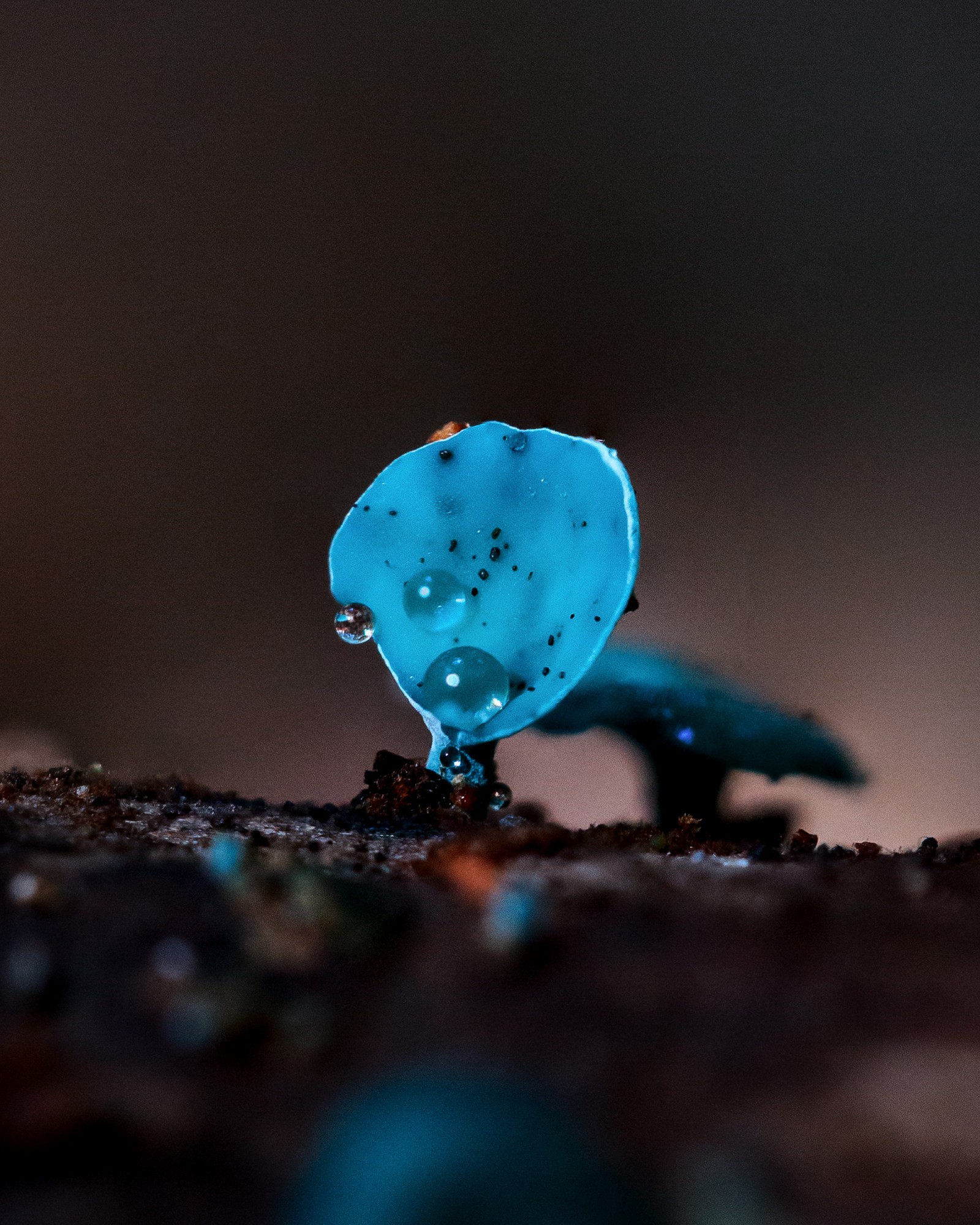 Chlorociboria aeruginascens