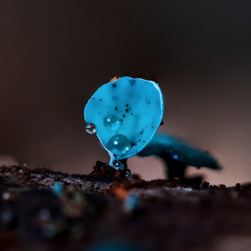 Chlorociboria aeruginascens