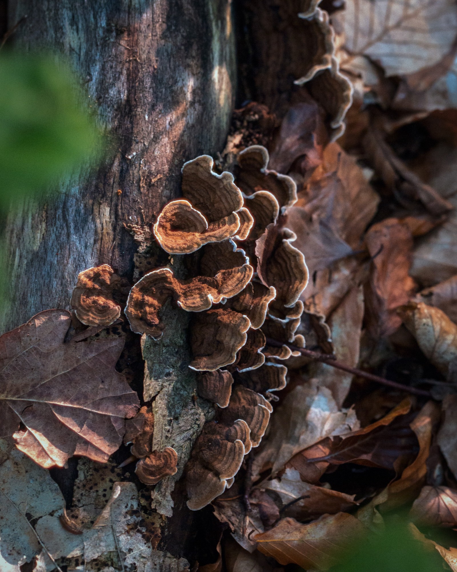 Trametes versicolor