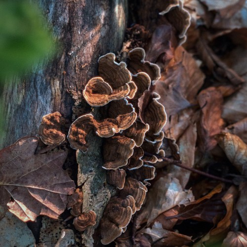 Trametes versicolor