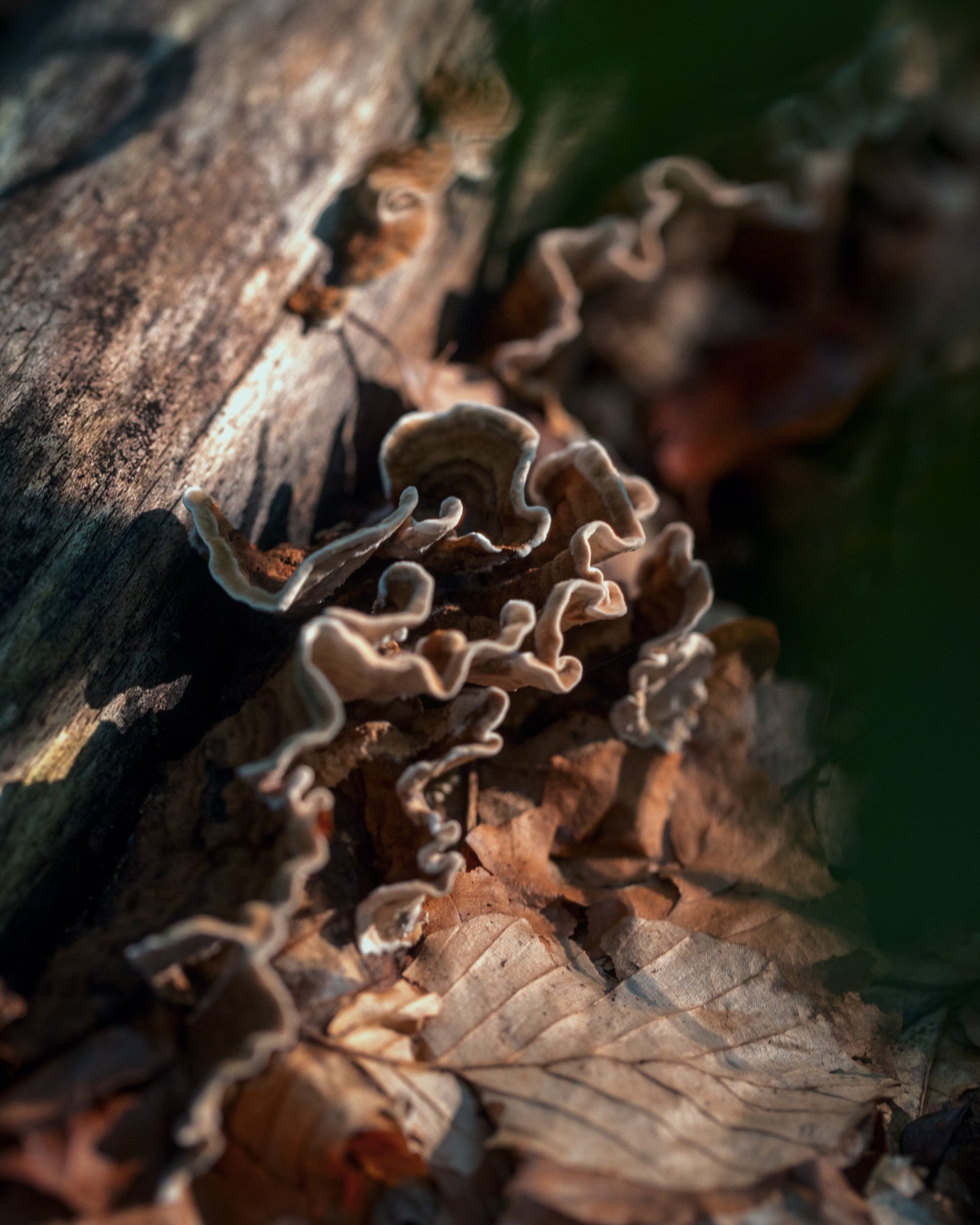 Trametes versicolor