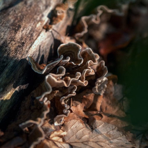 Trametes versicolor