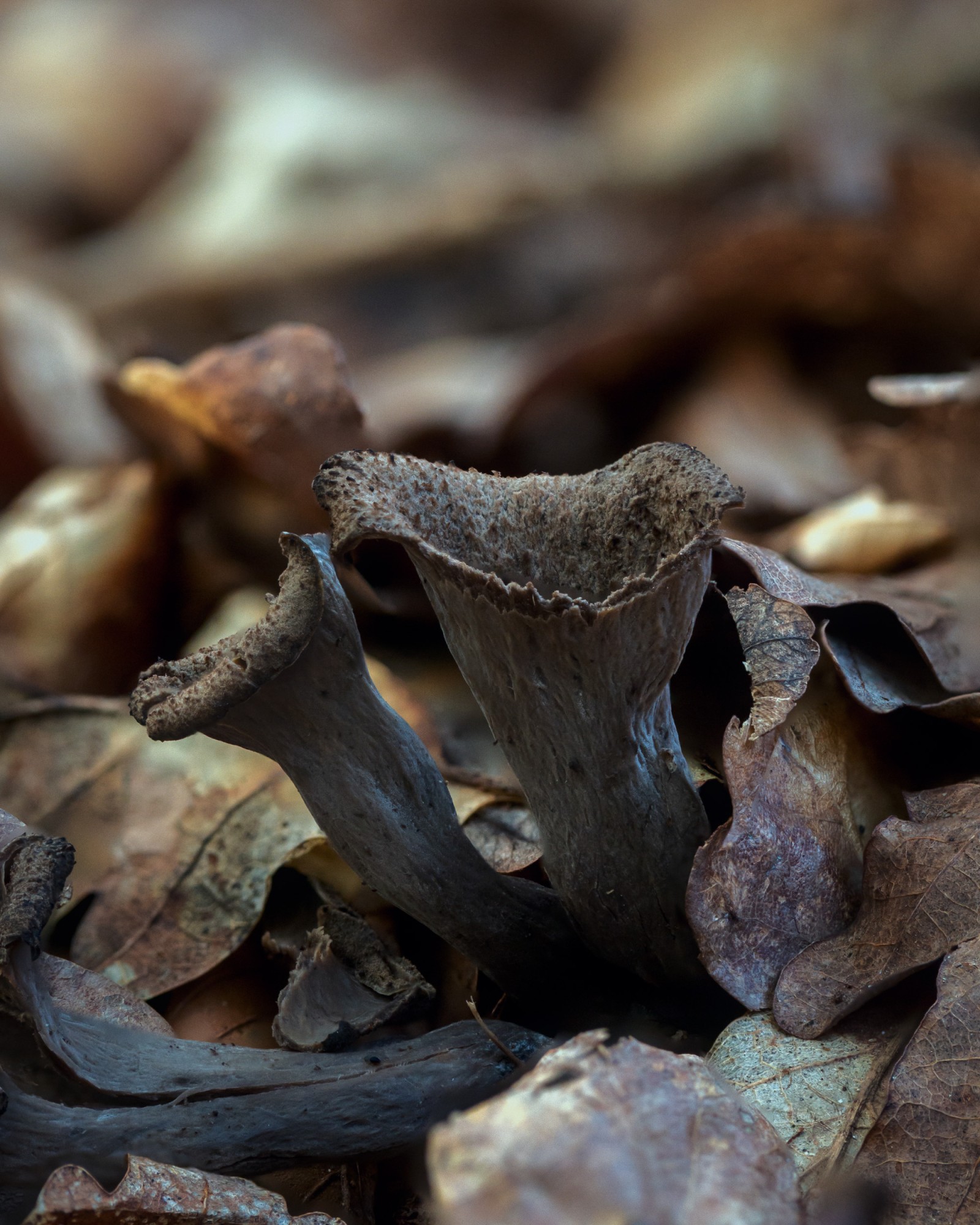 Craterellus cornucopioides