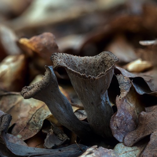 Craterellus cornucopioides
