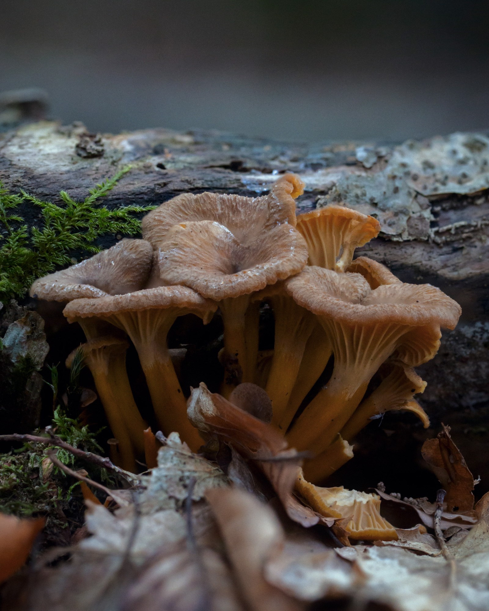 Craterellus tubaeformis