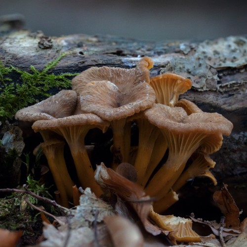 Craterellus tubaeformis