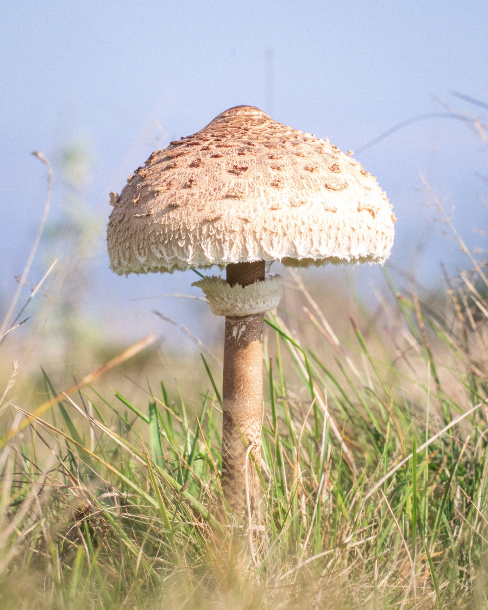 Macrolepiota procera