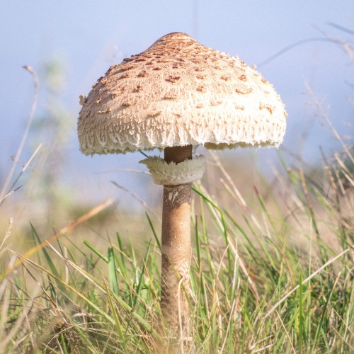 Macrolepiota procera