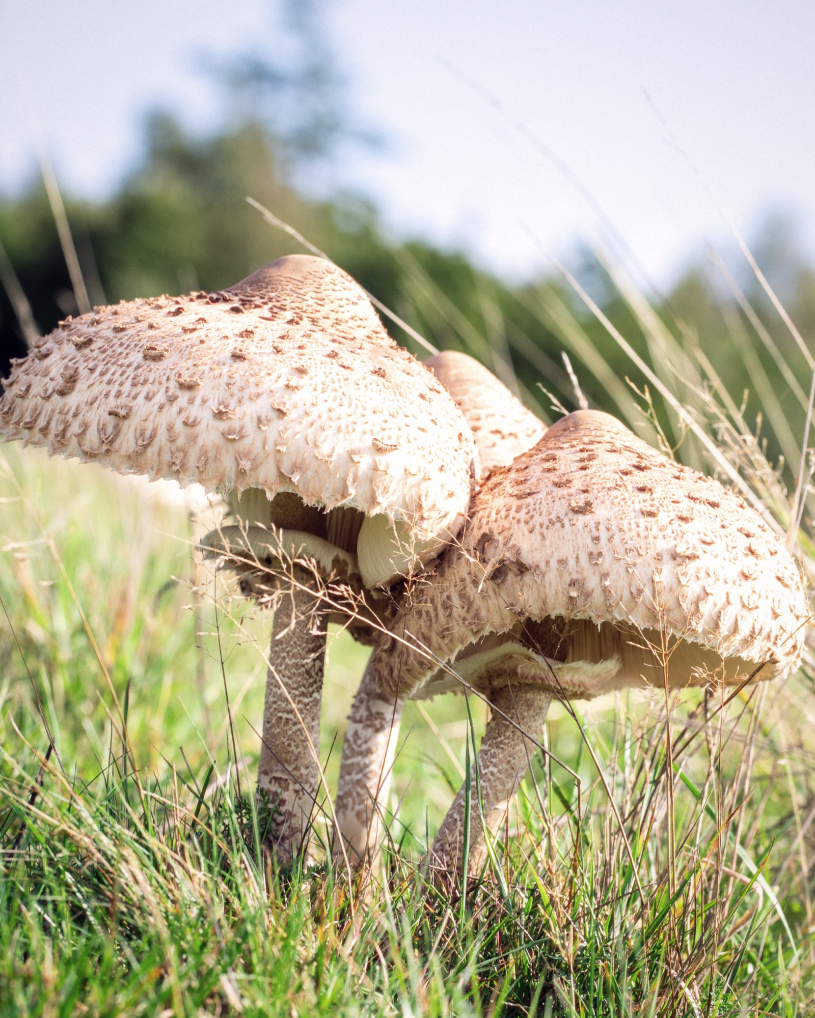 Macrolepiota procera