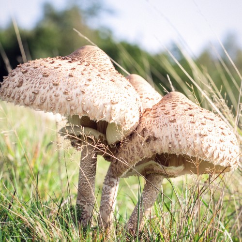 Macrolepiota procera